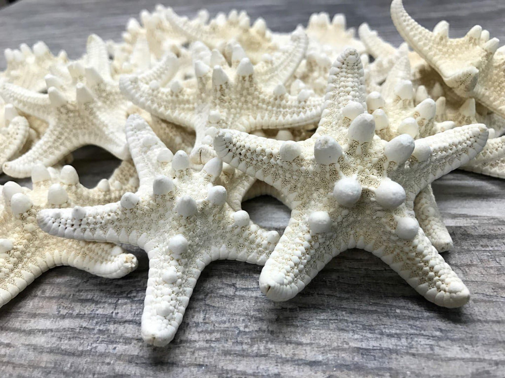 Real Knobby Starfish | 24 Real Knobby Starfish White 2" to 3.5" Beach Wedding Decor, Coastal Party Decorations, Seashell Decor