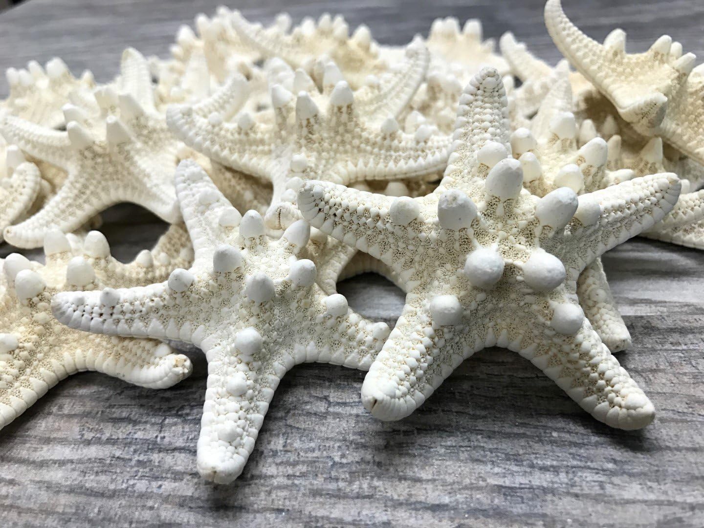 Real Knobby Starfish | 24 Real Knobby Starfish White 2" to 3.5" Beach Wedding Decor, Coastal Party Decorations, Seashell Decor