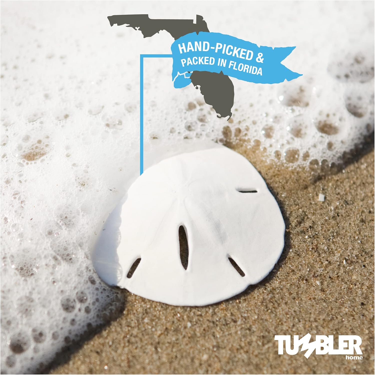 Tumbler Home Real Sand Dollars 2.5"-3" (10pcs), Wedding Seashell Craft, Hand Picked and Professionally Packed