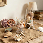 JQAQJU 23 Pcs Large Seashells Mixed Beach Sea Shells Starfish Conch, Various Size Natural Seashells for Decorating, Beach Themed Party, Table Scatters, DIY, Fish Tank, Vase Fillers, Home, Wedding