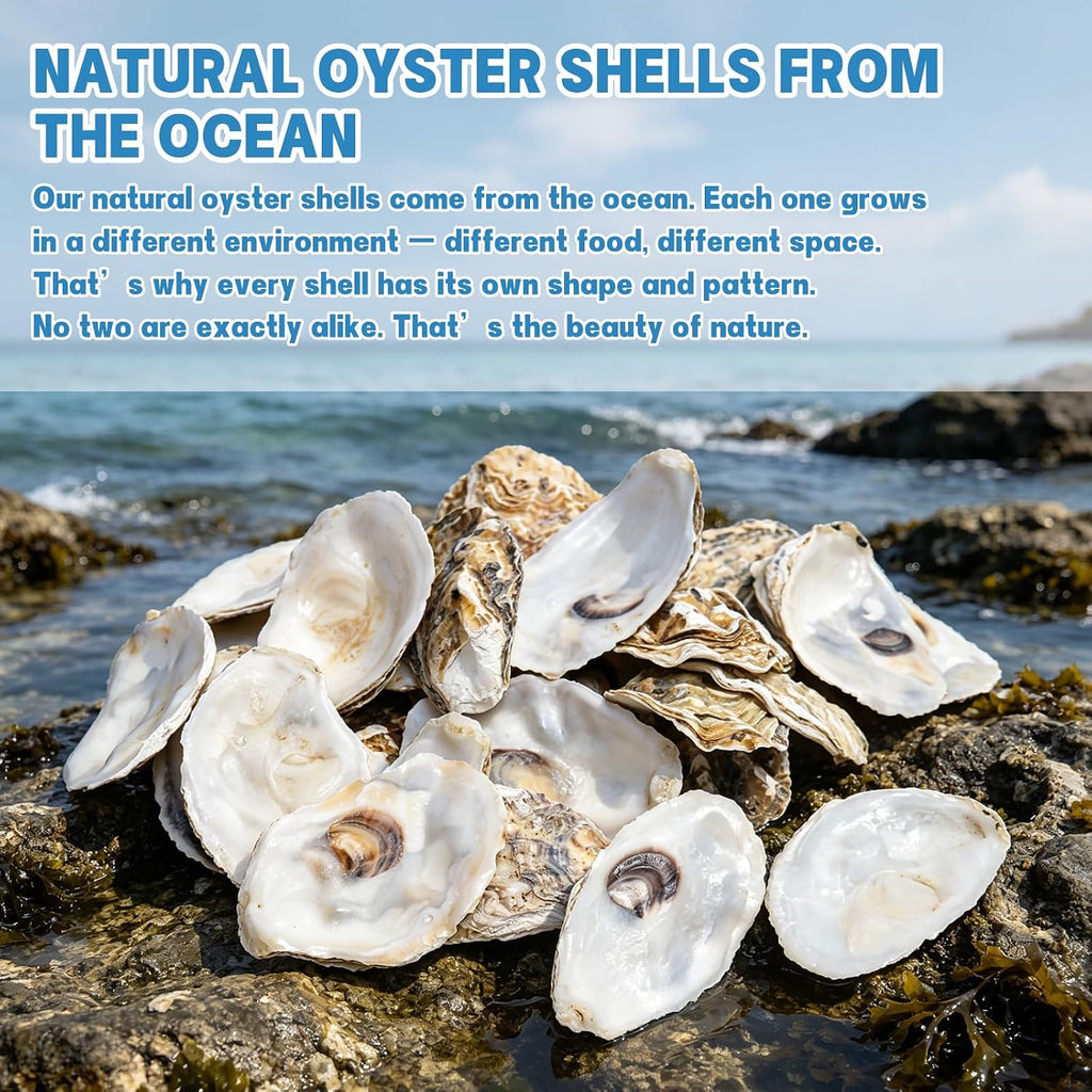 30PCS 3"-4" Flat Oyster Shells, Natural Seashells for Crafts, Decoupage, Beach Wedding Decor & Christmas Ornaments, Bulk Medium Oyster Shells