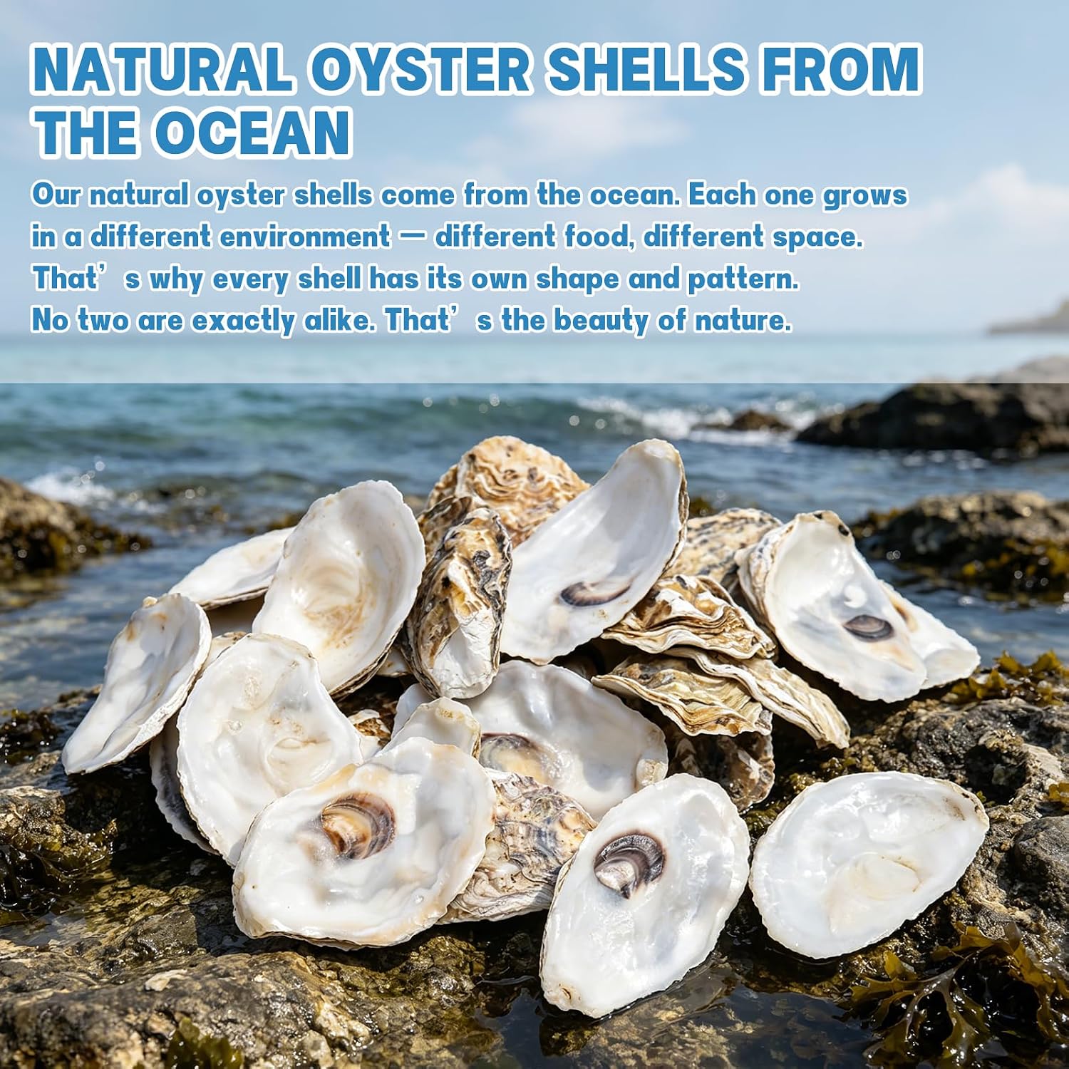 30PCS 3"-4" Flat Oyster Shells, Natural Seashells for Crafts, Decoupage, Beach Wedding Decor & Christmas Ornaments, Bulk Medium Oyster Shells
