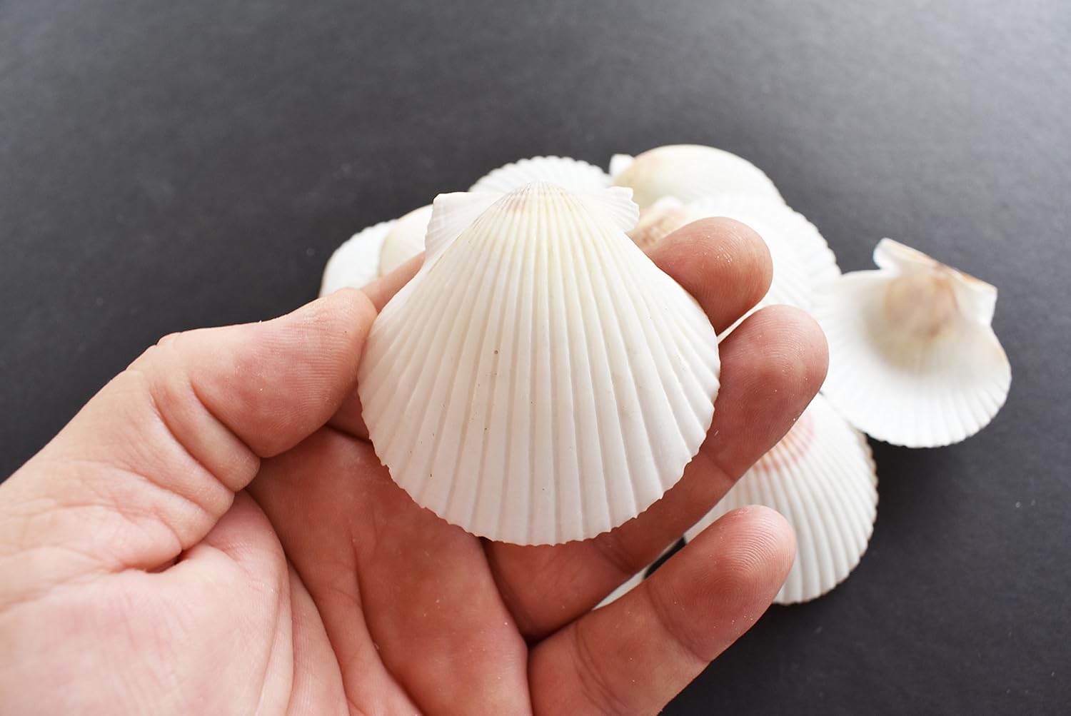 25 White Florida Scallop Shells (About 2") Seashells Display Box for Beach Wedding Decor and Ocean Crafts.