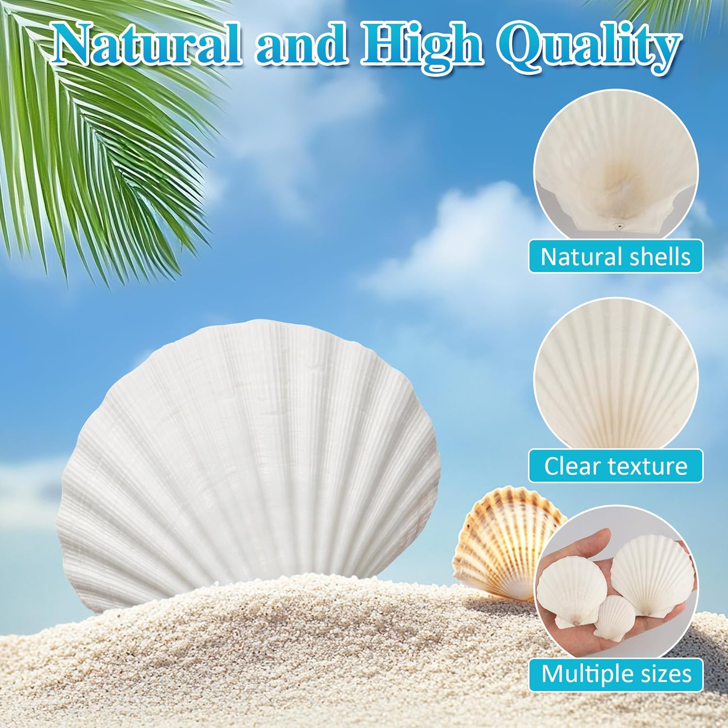 30PCS Natural Scallop Shells, 3 Size White Sea Shells for Crafts, 1.5"/2.3"/3" Real Seashells from Beach for DIY Painting Home Décor Wedding Ocean Beach Theme Party, Fish Tank and Vase Filler