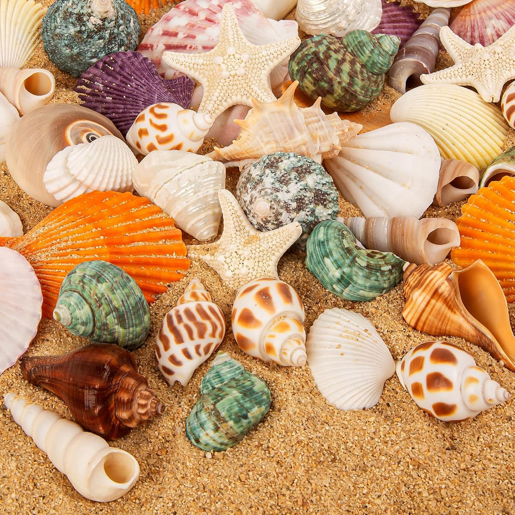 Sea Shell Mixed Ocean Shells Set, 15 Kinds 1.2"-2.7" Various Sizes Natural Seashell & Starfish for Beach Themed Decor, DIY Crafts, Vase Fillers, Fish Tank, Home, Wedding and Party Decoration