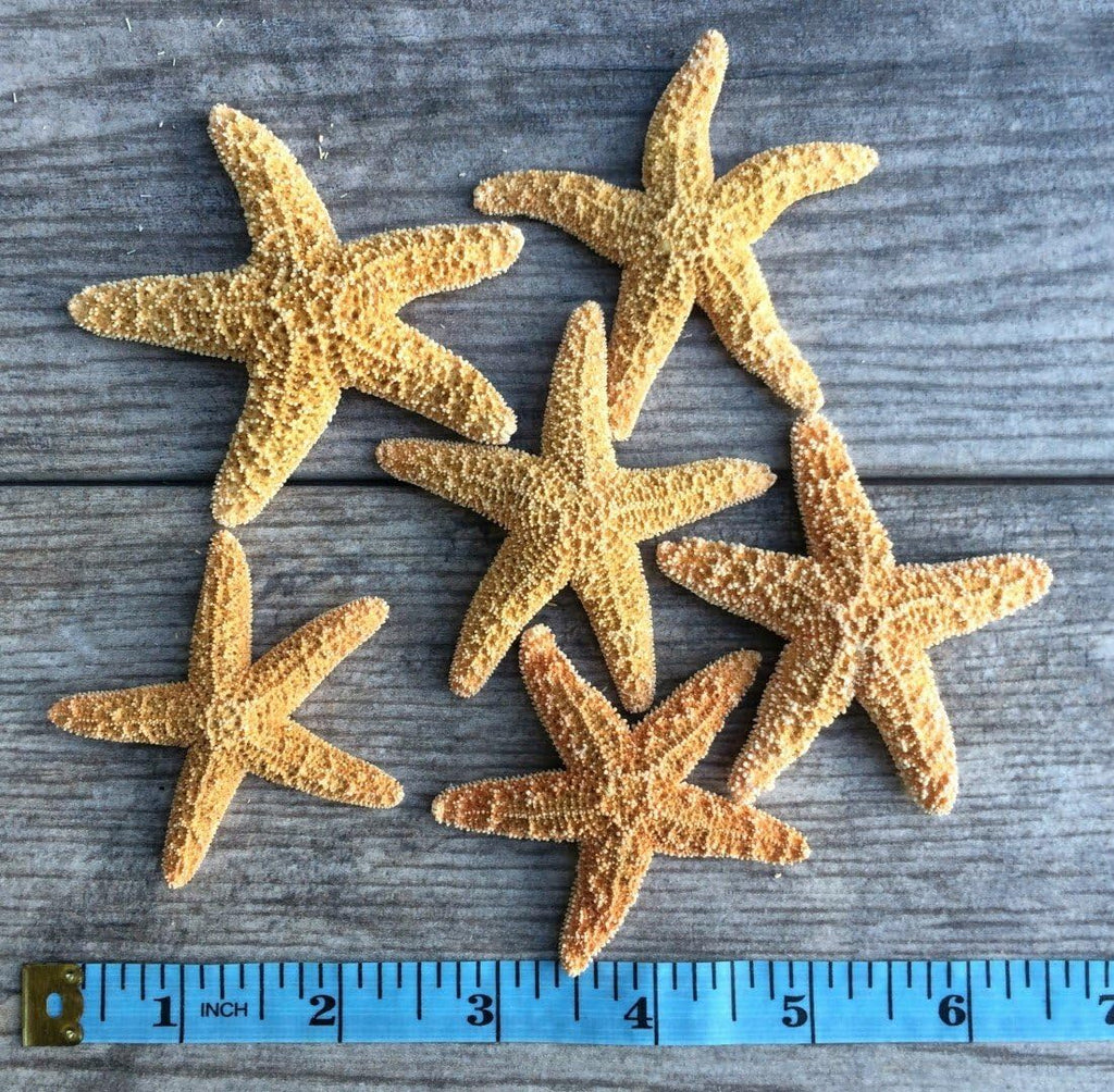 Sugar Starfish | 6 Brown Sugar Starfish 2"-3" | Plus Free Nautical eBook by Joseph Rains