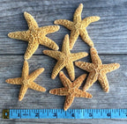 Sugar Starfish | 6 Brown Sugar Starfish 2"-3" | Plus Free Nautical eBook by Joseph Rains