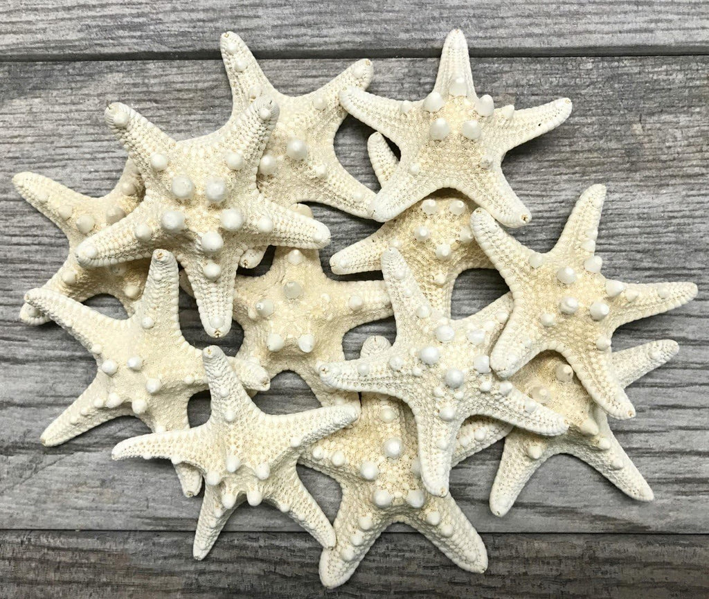 Real Knobby Starfish | 12 Real Knobby Starfish White 3" to 4" | Plus Free Nautical eBook by Joseph Rains