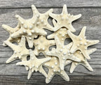 Real Knobby Starfish | 12 Real Knobby Starfish White 3" to 4" | Plus Free Nautical eBook by Joseph Rains