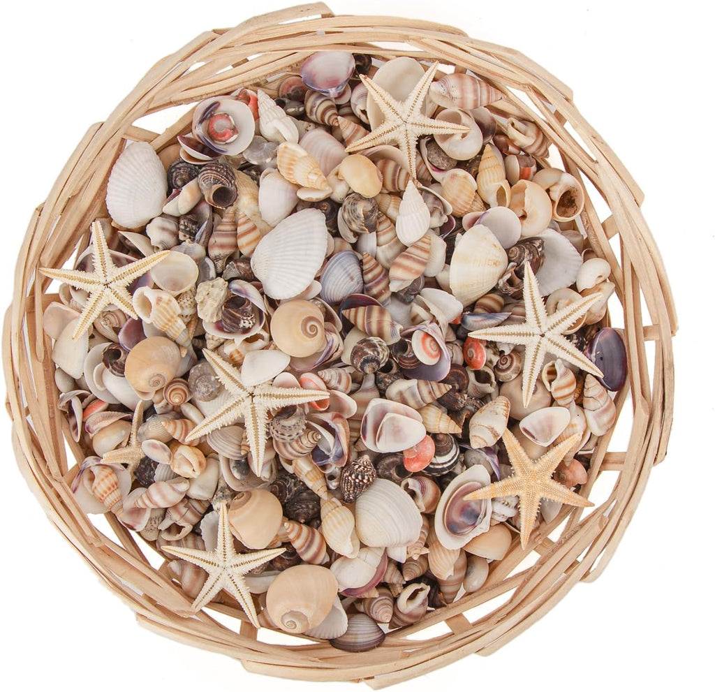 JQAQJU 1000 PCS Mini Sea Shells Small Starfish Mixed, 20 Kinds of Tiny Seashells Bulk for Crafting, Beach Natural Spiral Conch Shells for Crafts DIY Beach Theme Party Candle Decor Wedding Fish Tank