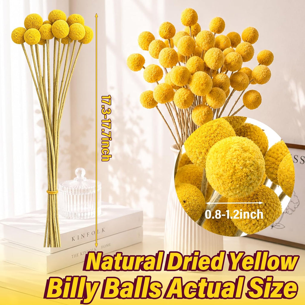 40PCS Natural Dried Flowers Craspedia Billy Balls Flowers, Billy Buttons Floral Bouquet Bundles, Yellow Real Dry Plant for Flower Arrangements Wedding Home Tall Vase Decor