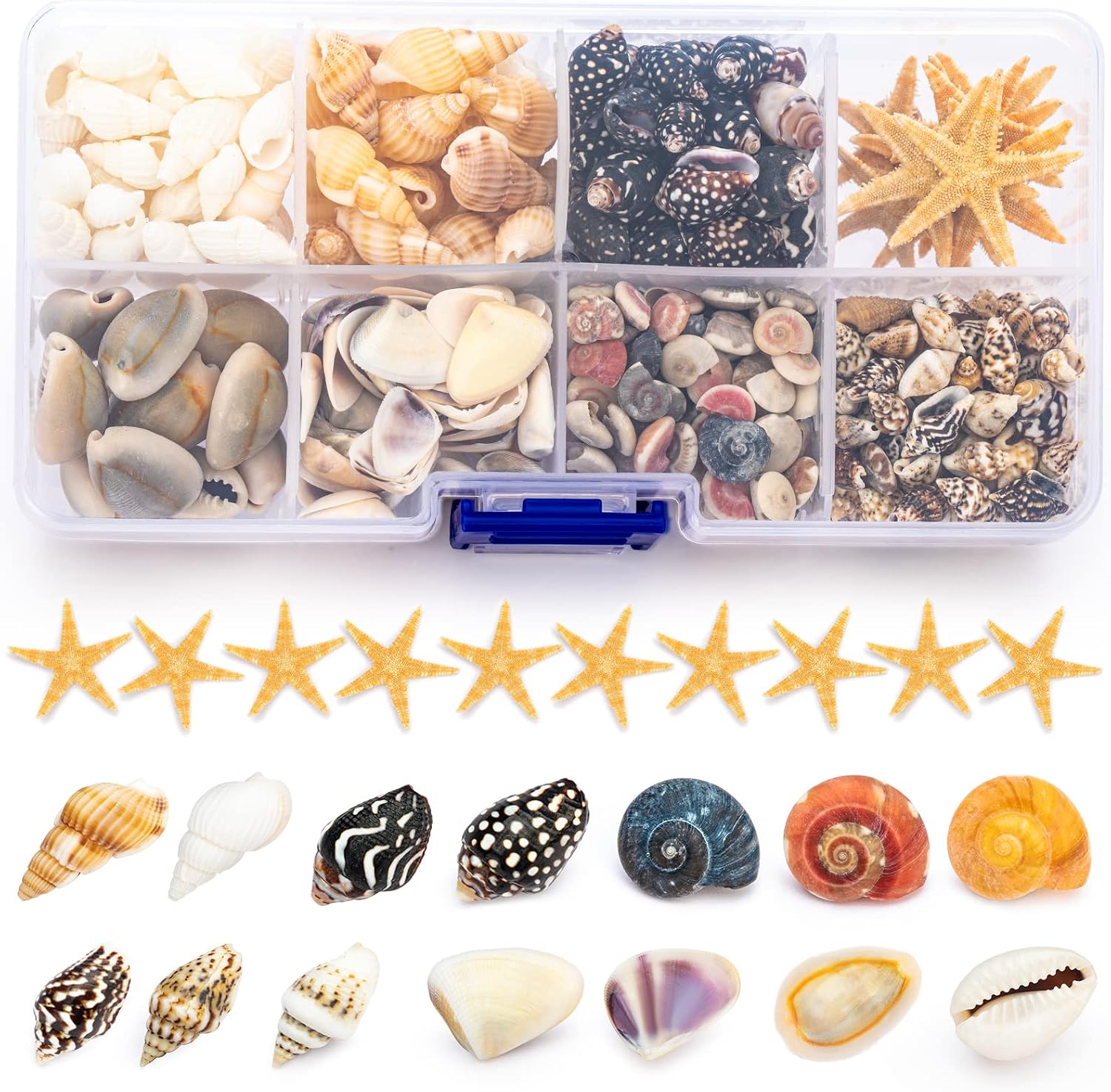 Premium Tiny Seashell Mix, Including Sea Shells, Sea Snails and Starfish total 300+PCS (8 Kinds), Shells for Crafts Decorating Resin and Mosaics Projects DIY Crafts Home Decor Beach Themed Party