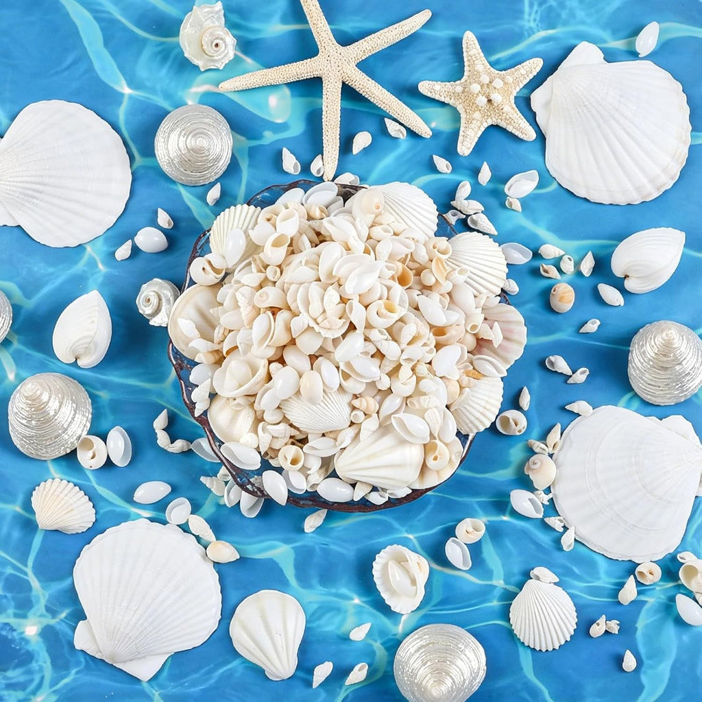 Fangoo 12 Kinds White Natural Beach Seashells Starfish Various Sizes Ocean Conchs Scallops Decorations for Nautical Themed Party DIY Craft Fish Tank Vase Fillers Home Wedding Decorations