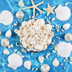 Fangoo 12 Kinds White Natural Beach Seashells Starfish Various Sizes Ocean Conchs Scallops Decorations for Nautical Themed Party DIY Craft Fish Tank Vase Fillers Home Wedding Decorations
