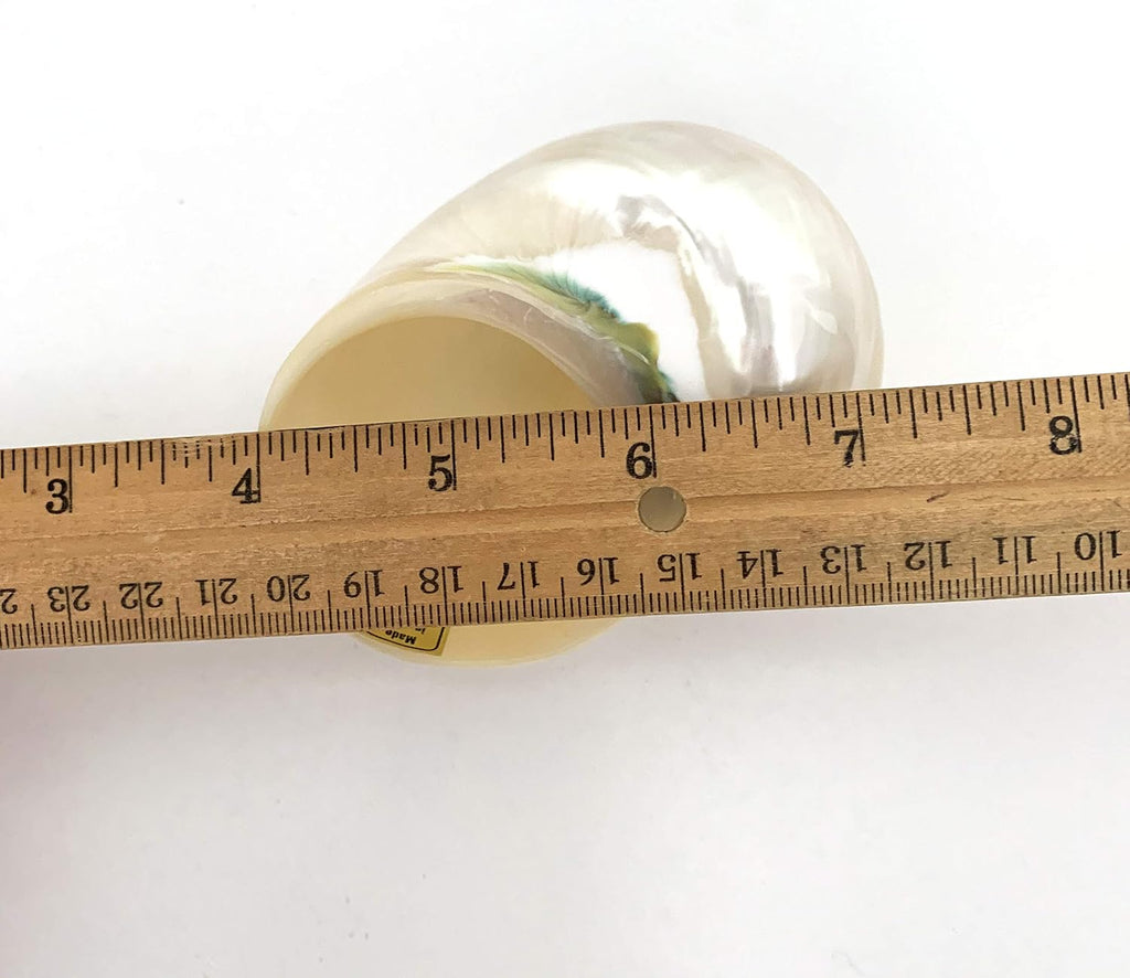 Worlds White Jade Turbo Pearled Sea Shells&Hermit Crab Sea Shells,Turbo Shells 3-1/2"~4" Inch