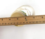 Worlds White Jade Turbo Pearled Sea Shells&Hermit Crab Sea Shells,Turbo Shells 3-1/2"~4" Inch