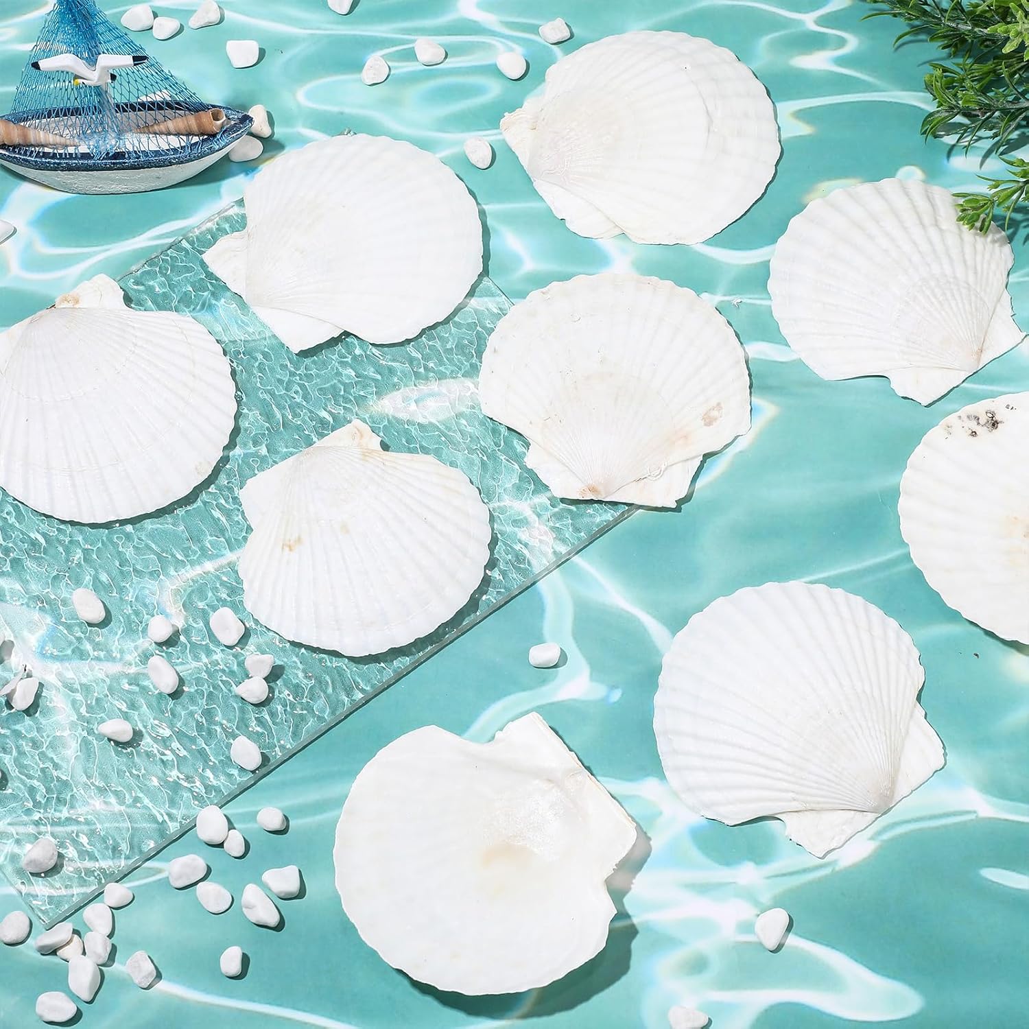 GlikCeil 50 Pcs Sea Shell for Crafting Natural Large Scallop White Oyster Shells Bulk for Decorating DIY Home Decor Beach Wedding Ocean Themed Party(3.5''-3.9'')