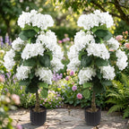 2 Pcs 3 Ft Artificial Hydrangea Trees Potted, UV Resistant Faux Silk Hydrangea Plant in Pot for Indoor Outdoor Decoration, Hydrangea Topiary for Garden Office Home Porch Patio Decor (2, White)