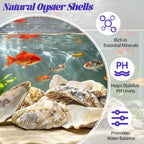 SINKOO 20PCS Concave Oyster Shells 4"-6", Large Oyster Shells for Crafts, Cleaned Natural Oyster Shells Bulk for Christmas, Painting DIY Crafts, Vase Filler, Beach Themes and Sea Shells for Crafts