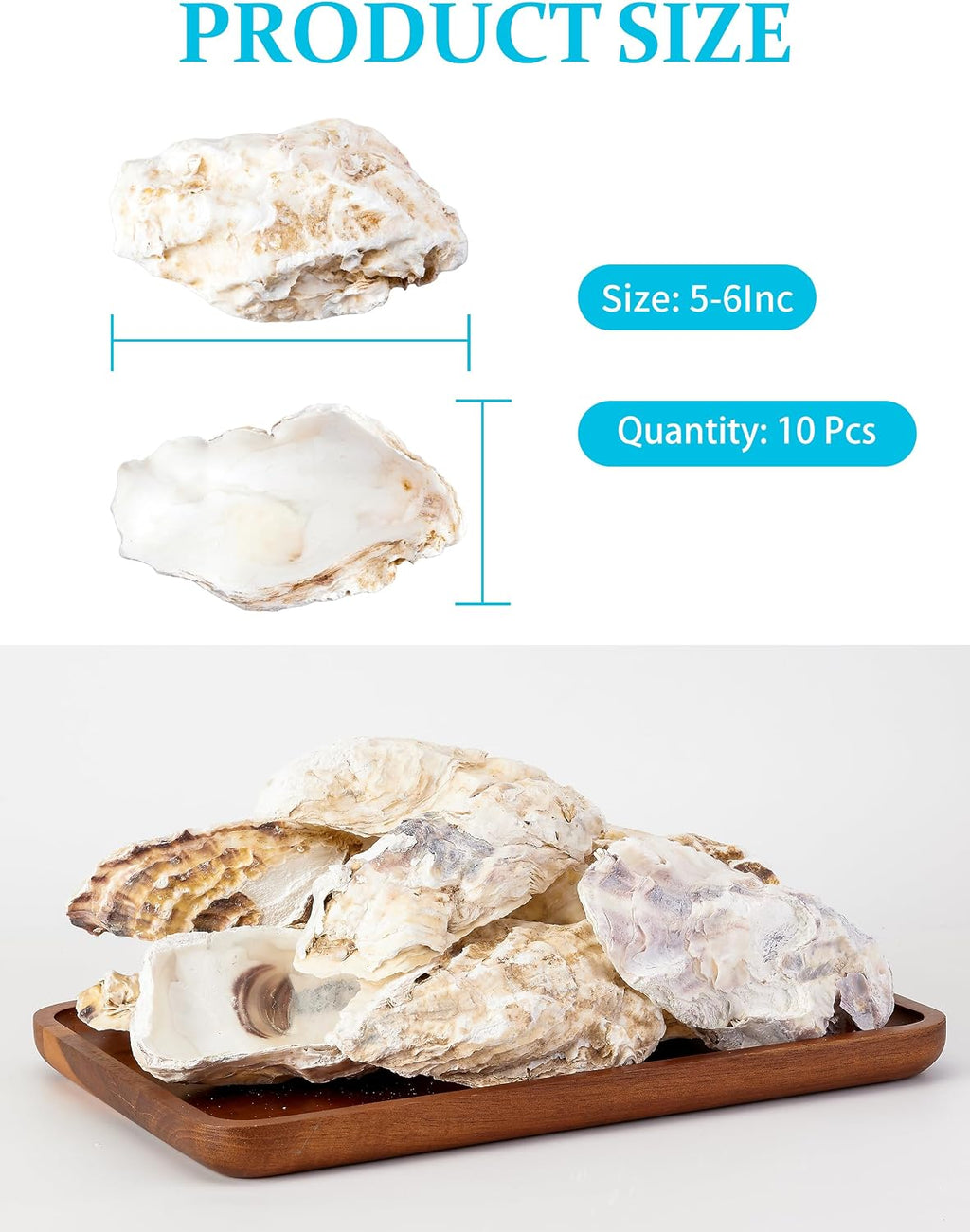 10Pcs Extra Large Oyster Shells for Crafts （ 5"-6"）, Oyster Shell for Crafting、Painting、Wedding、Christmas、Beach Theme Decor， and Clean、Odor-Free Sea Shells for Crafting