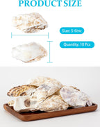 10Pcs Extra Large Oyster Shells for Crafts （ 5"-6"）, Oyster Shell for Crafting、Painting、Wedding、Christmas、Beach Theme Decor， and Clean、Odor-Free Sea Shells for Crafting