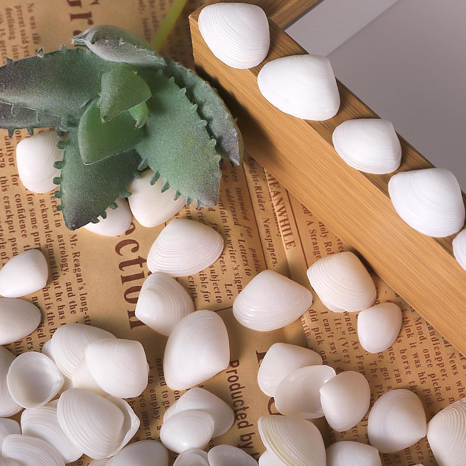 PPCLION 600 Pcs Natural Tiny Small Sea Shells White Clam Shells for DIY Craft, Jewelry Making, Home Decor, Vase Fillers