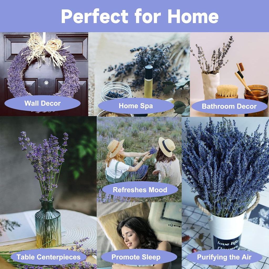 Dried Lavender 150+ Stems - Natural Purple Flowers Compact Short Stem Lavender 7.2-8.2 Inch for Home Decor, Wedding DIY Crafts, Small Vase Arrangements & Aromatherapy, Fresh Fragrance (150, 7.2"-8.2")