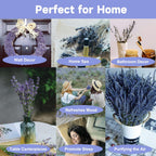 Dried Lavender 150+ Stems - Natural Purple Flowers Compact Short Stem Lavender 7.2-8.2 Inch for Home Decor, Wedding DIY Crafts, Small Vase Arrangements & Aromatherapy, Fresh Fragrance (150, 7.2"-8.2")