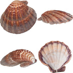 4 Piece 5-6" Lion's Paw Sea Shell，for Baking Smudging Crafts Beach Decor - Ocean Beach Seashells Perfect for Home Decoration, Art Craft, Vase Filler Fish Tank
