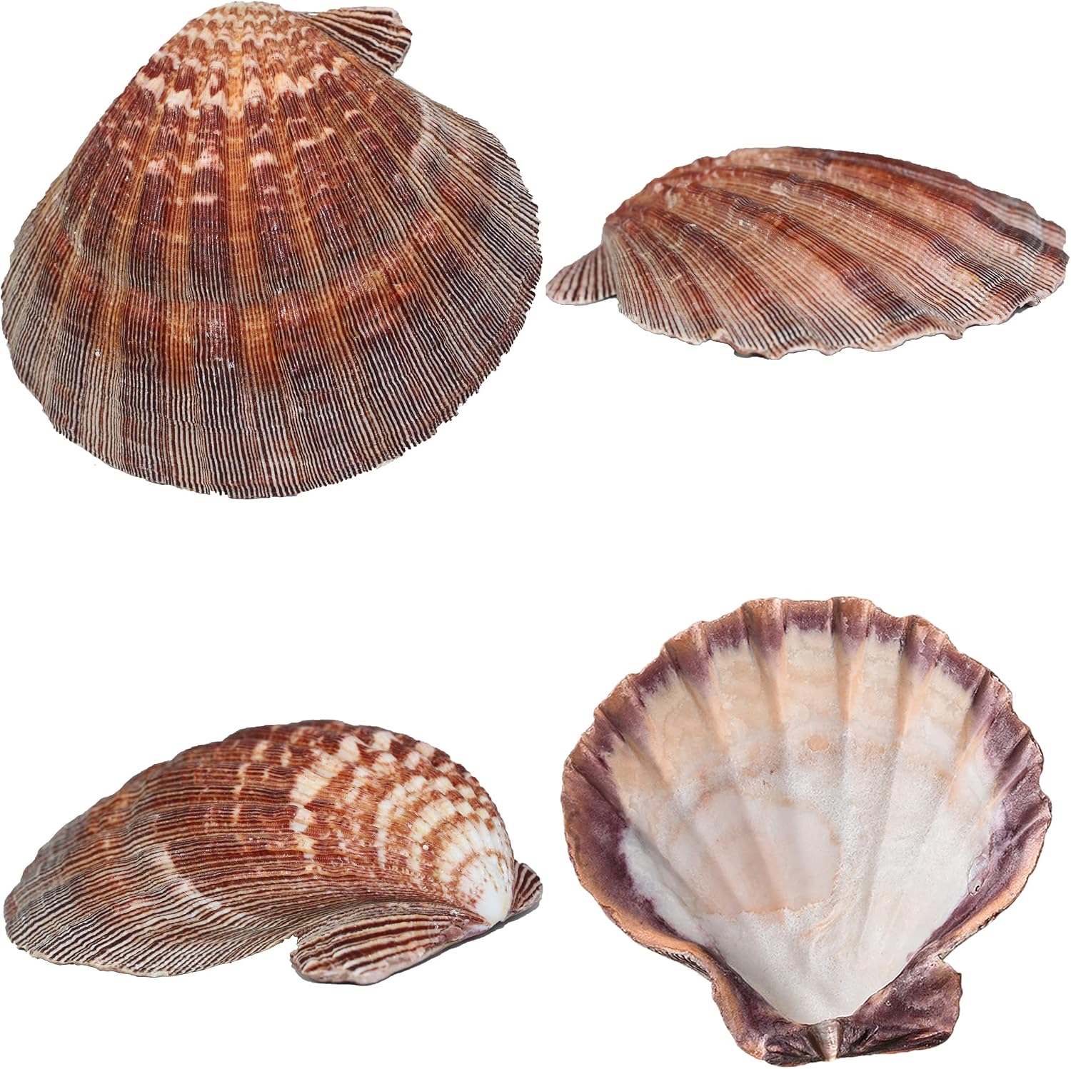 4 Piece 5-6" Lion's Paw Sea Shell，for Baking Smudging Crafts Beach Decor - Ocean Beach Seashells Perfect for Home Decoration, Art Craft, Vase Filler Fish Tank