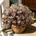 Artificial Plants Outdoor, 5 Bundles Faux Coleus Plants UV Resistant Fake Silk Greenery Leaves with Stems for Outside Front Porch Patio Garden Planter Decoration (Red)