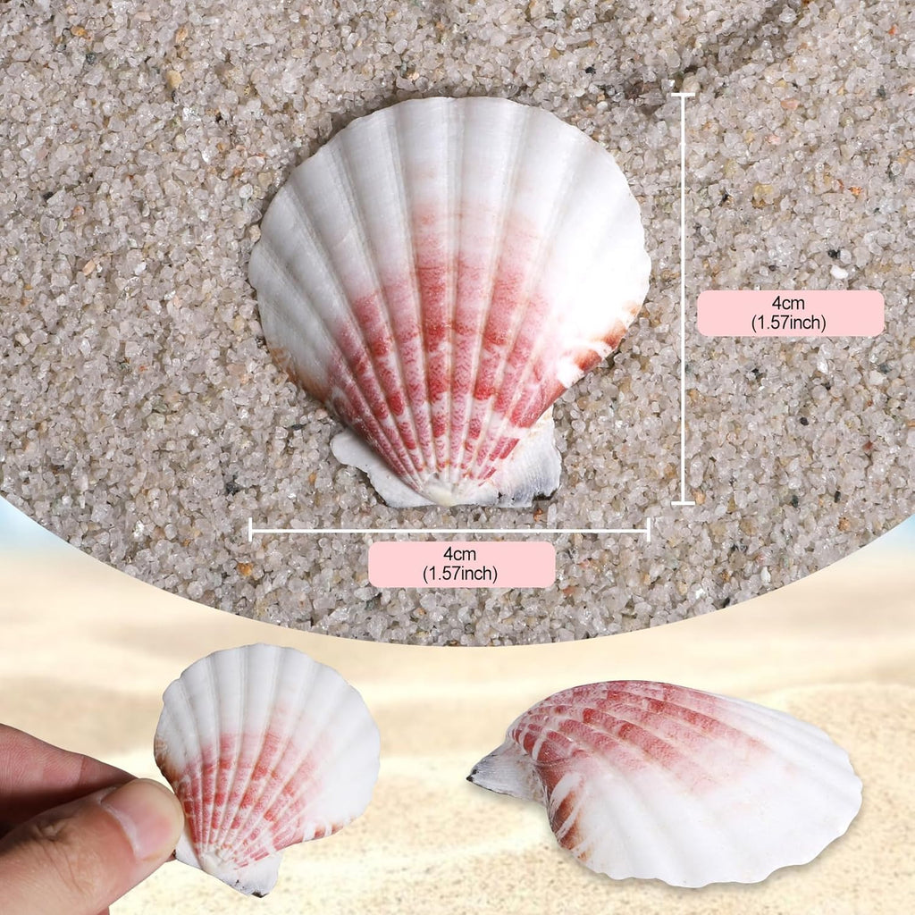 PPCLION 45 PCS Small Scallop Shell for DIY Crafts Decor Small Seashells for Home Decorations, Beach Themed Party, Fishtank, Vase Fillers