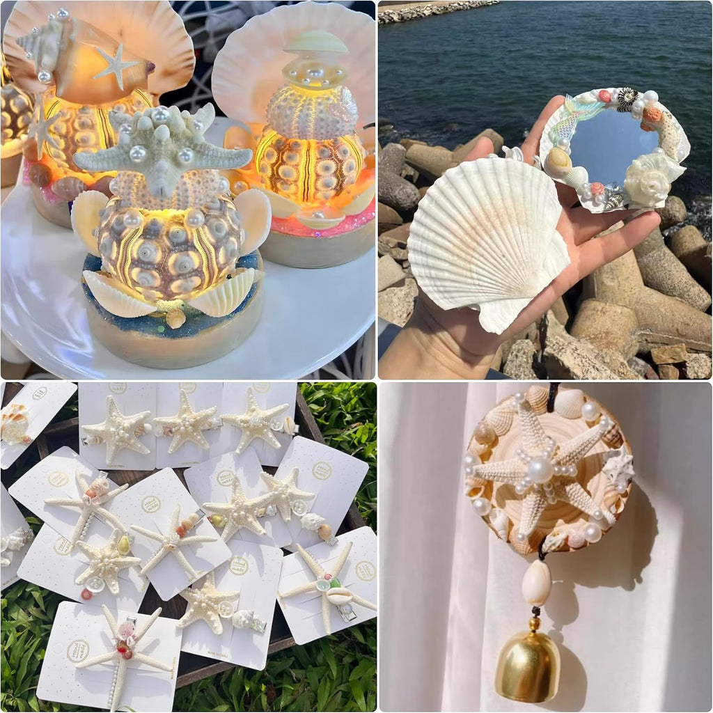 JSPYFITS 2.5-4 Inches Large Starfish and Scallop Shells for Crafts 12PCS, Natural Beach Sea Shells for Crafting, Baking Shells Perfect for White Christmas Decor Beach Party Wedding DIY Crafts
