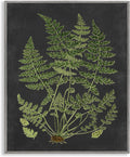 Stupell Industries 'Scientific Botanical Fern Drawing', Framed Giclee Art, Gray, 11 x 14 Inches, Easy to Hang and Sturdy, Made in USA, by Lettered and Lined