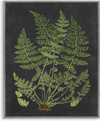 Stupell Industries 'Scientific Botanical Fern Drawing', Framed Giclee Art, Gray, 11 x 14 Inches, Easy to Hang and Sturdy, Made in USA, by Lettered and Lined