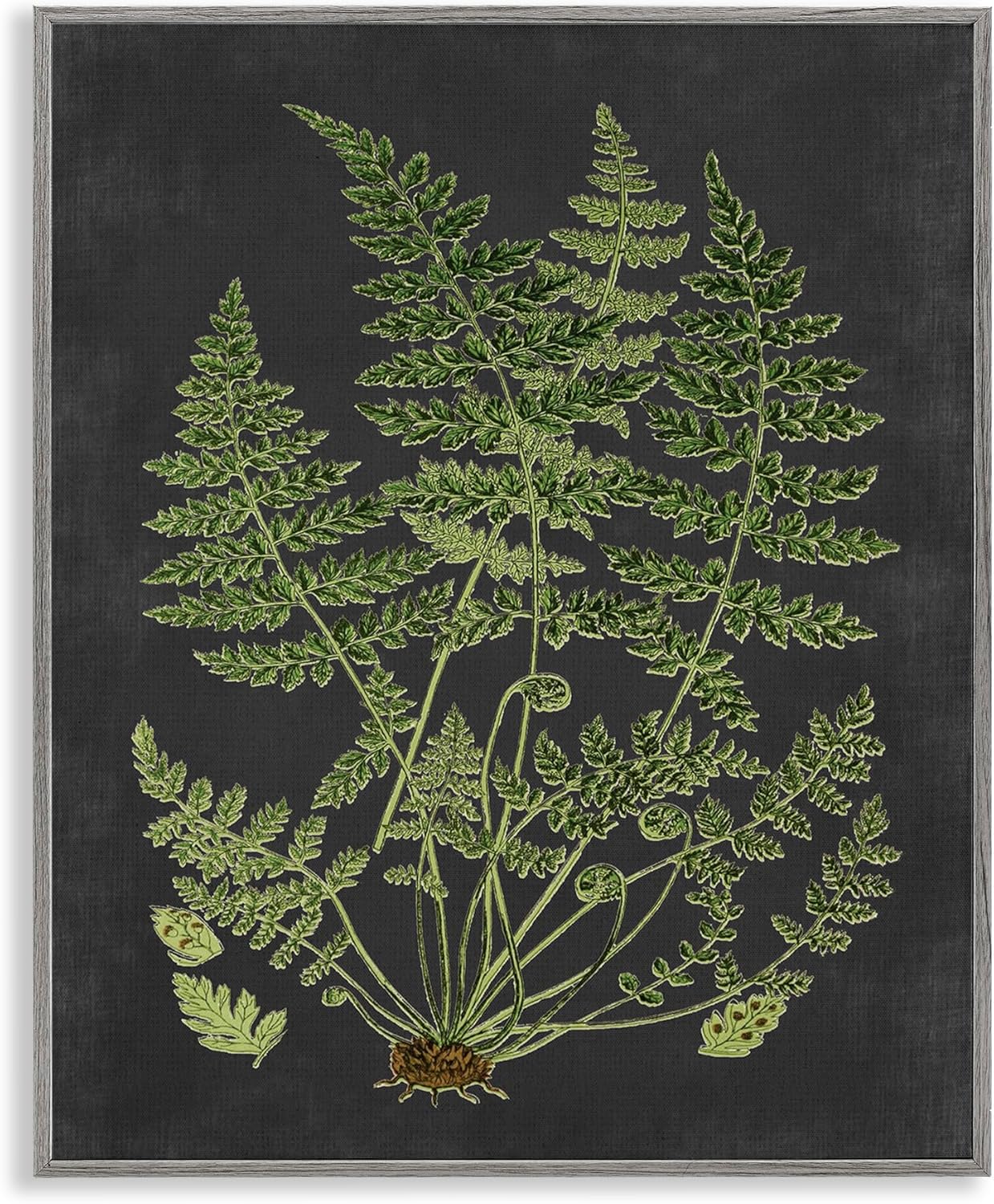 Stupell Industries 'Scientific Botanical Fern Drawing', Framed Giclee Art, Gray, 11 x 14 Inches, Easy to Hang and Sturdy, Made in USA, by Lettered and Lined