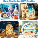 20PCS Natural White Scallop Shells 3-4 Inch for Crafts, DIY Painting, Beach Sea Home Decor, Large Seashells Bulk for Ocean Themed Party Decoupage Decoration