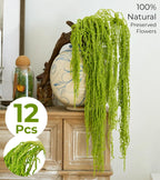 12 Pcs Neon Green Preserved Hanging Amaranthus Flowers - 23" Cascading Dried Flower Tassels for Wedding Arch, Floral Garland, Vase Arrangements & Home Decor