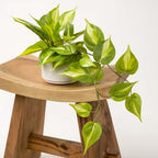 Kurrajong Farmhouse Light Green Fake pothos Plant | Fake Plant for Shelf Decor | Artificial Trailing Ivy Plant with 5" Wide Ceramic Pot | Faux pothos | Feaux Pothos