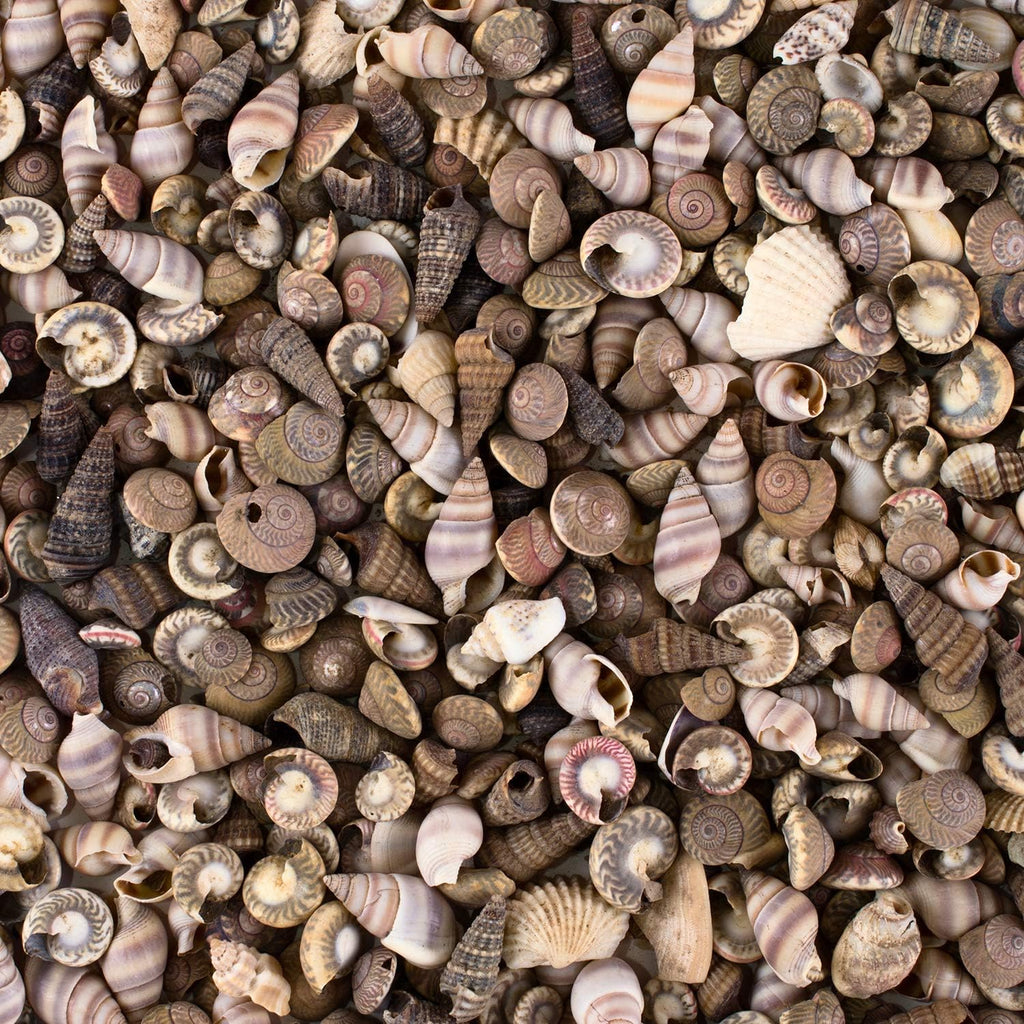 Super Z Outlet Tiny Miniature Fairy Garden Beach Critter Seashells Marine Life Collection for Art & Craft Project, Outdoor & Indoor Home Decoration, Party Favor, Invitation (4.5oz Bag, 500 Shell)