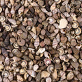 Super Z Outlet Tiny Miniature Fairy Garden Beach Critter Seashells Marine Life Collection for Art & Craft Project, Outdoor & Indoor Home Decoration, Party Favor, Invitation (4.5oz Bag, 500 Shell)