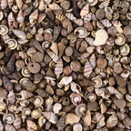 Super Z Outlet Tiny Miniature Fairy Garden Beach Critter Seashells Marine Life Collection for Art & Craft Project, Outdoor & Indoor Home Decoration, Party Favor, Invitation (4.5oz Bag, 500 Shell)