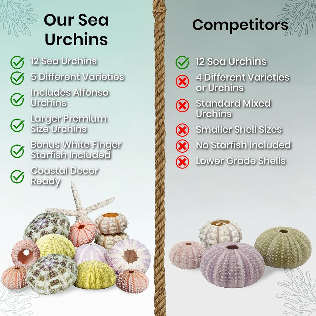 Nautical Crush Trading Sea Urchin Shells -12 Assorted Urchin Shells for Crafts - Bonus White Starfish – Coastal Decorations - Coastal Crafts - Beach House Decor
