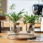 Plant Propagation Stations for Plants, 2 Size Glass Propagation Vases for Propagating Hydroponic Indoor Home Office Decor, Tabletop Glass Planter Gift for Plant Lovers (6)