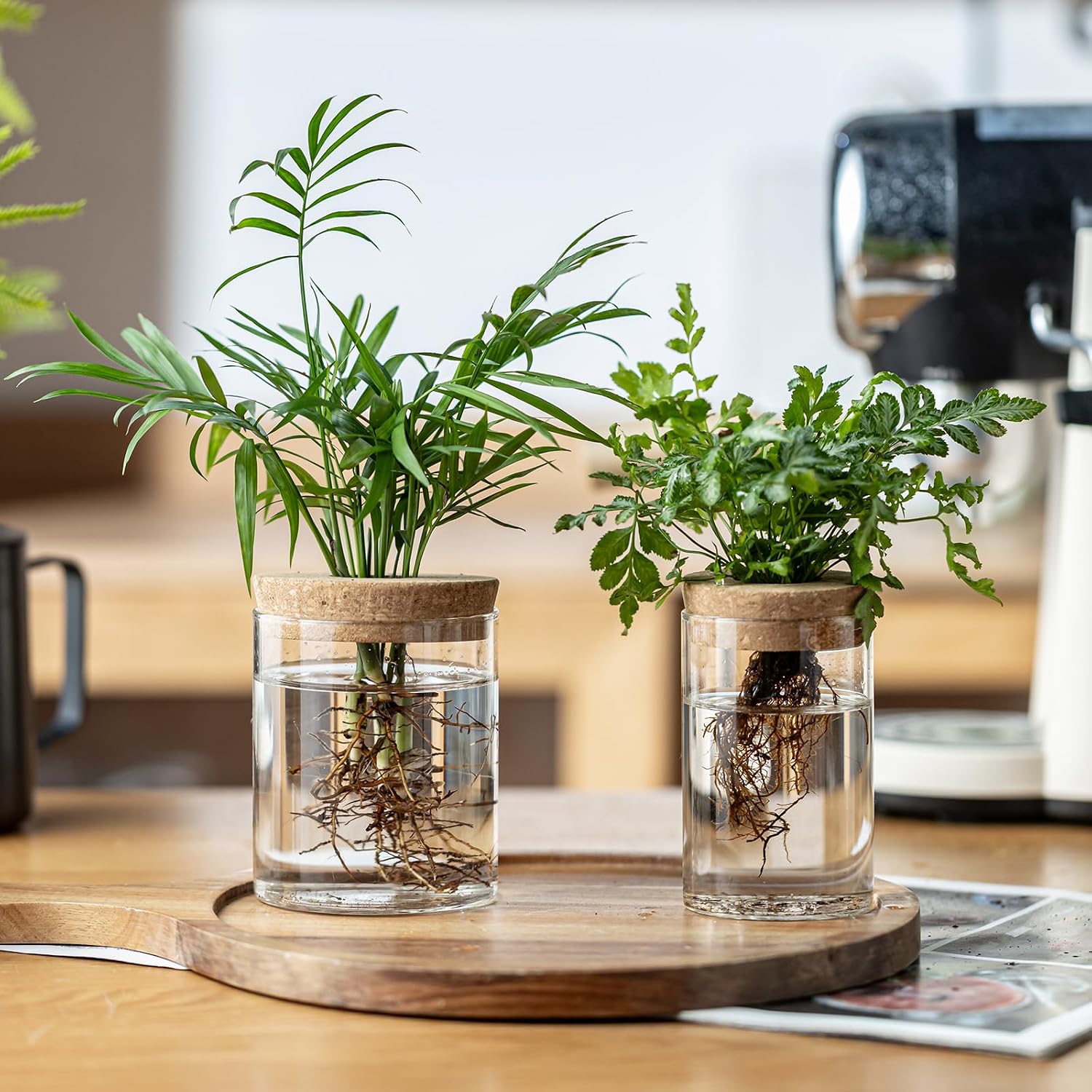 Plant Propagation Stations for Plants, 2 Size Glass Propagation Vases for Propagating Hydroponic Indoor Home Office Decor, Tabletop Glass Planter Gift for Plant Lovers (6)