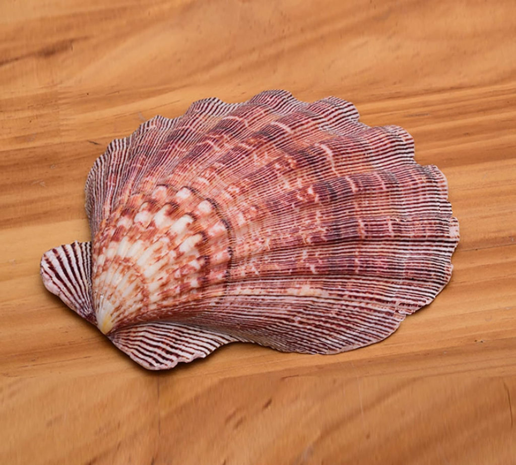 4 Piece 5-6" Lion's Paw Sea Shell，for Baking Smudging Crafts Beach Decor - Ocean Beach Seashells Perfect for Home Decoration, Art Craft, Vase Filler Fish Tank