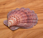 4 Piece 5-6" Lion's Paw Sea Shell，for Baking Smudging Crafts Beach Decor - Ocean Beach Seashells Perfect for Home Decoration, Art Craft, Vase Filler Fish Tank