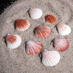 PPCLION 45 PCS Small Scallop Shell for DIY Crafts Decor Small Seashells for Home Decorations, Beach Themed Party, Fishtank, Vase Fillers
