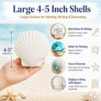 Cizavanta 50 Pack Large Scallop Shells for Crafts, 4-5 Inch Natural White Scallop Shells with 25 Clear Display Stands and Round Craft Mat, Seashells for DIY Painting, Decoupage & Coastal Decor
