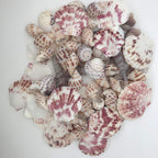 Sea Shells Mixed Beach Seashells Various Maximum Sizes up to 2 Inches Shells Approx. 80 Pieces Seashells